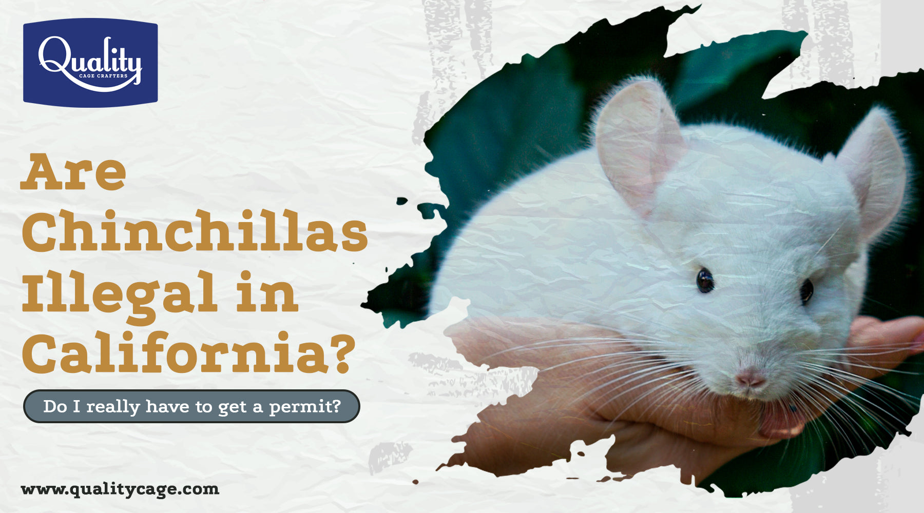 Chinchilla illegal sales