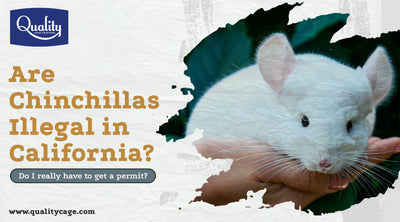 Are Chinchillas Legal in California? Do I need a permit?