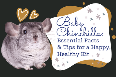 Baby Chinchilla: Essential Facts & Tips for a Happy, Healthy Kit
