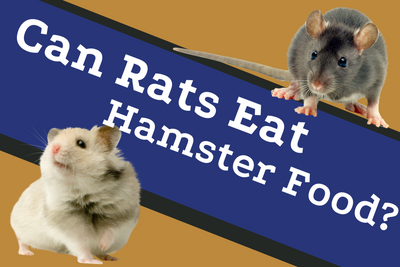 Can Rats Eat Hamster Food? The Truth, Explained