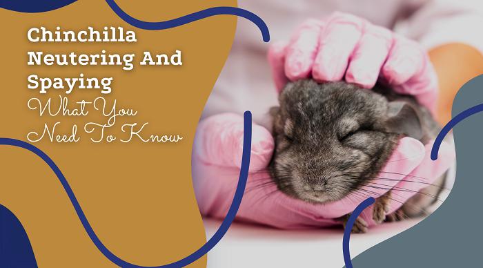 Vet for chinchillas near clearance me