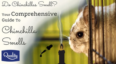 Do Chinchillas Smell? Your Comprehensive Guide To Chinchilla Smells