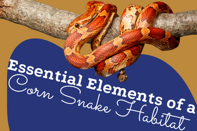 Essential Elements of a Corn Snake Habitat – Make the Best Home!