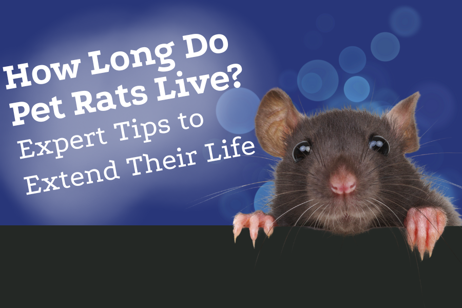 How Long Do Pet Rats Live? Expert Tips to Extend Their Life