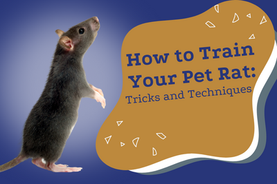 How to Train Your Pet Rat: Tricks and Techniques