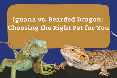 Iguana vs. Bearded Dragon: Choosing the Right Pet for You