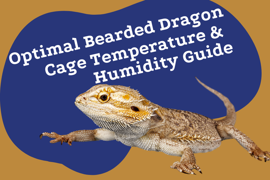 Optimal Bearded Dragon Cage Temperature &amp; Humidity Guide