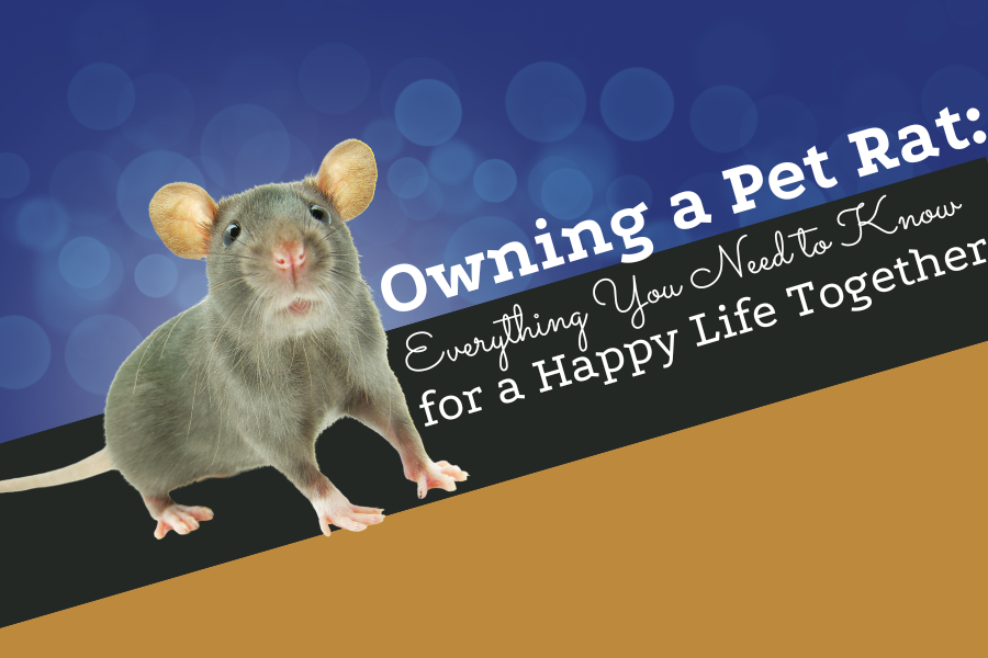 Living in Harmony With Rats