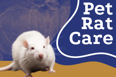 Pet Rat Care: Comprehensive Tips for Your Lovable Fur Face