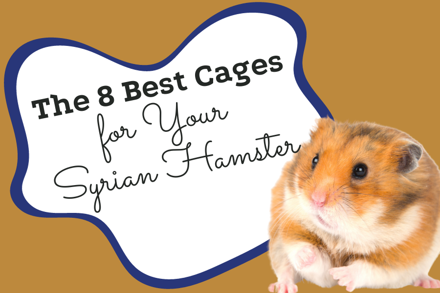 How to Care for a Pet Syrian Hamster