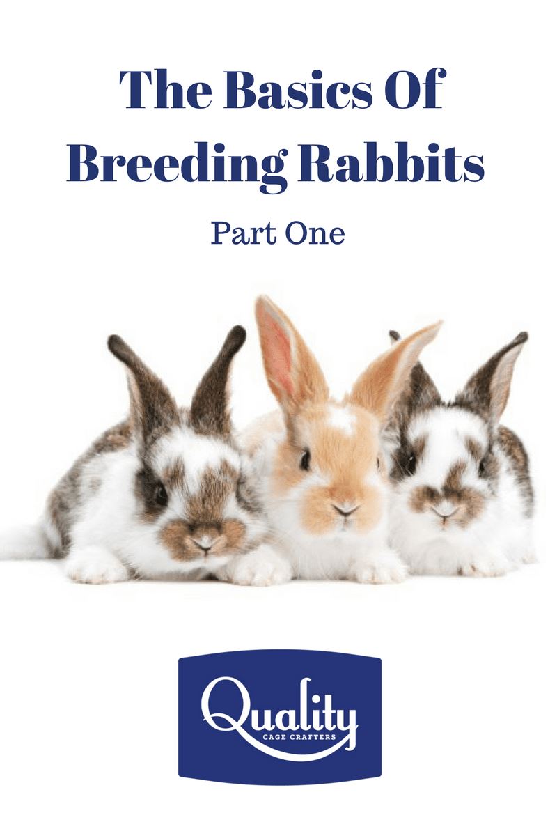 The Basics of Breeding Rabbits Part One