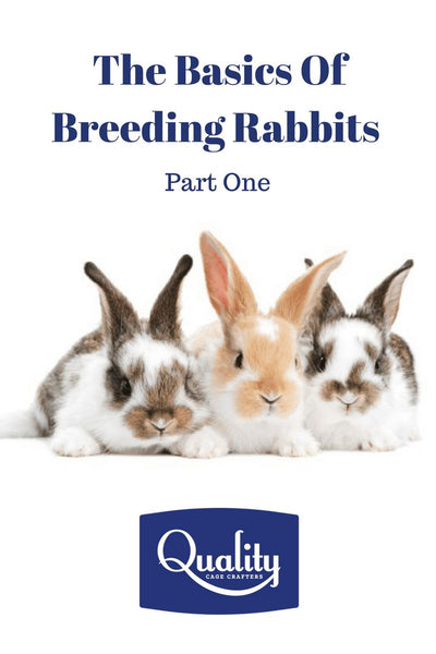 The Basics of Breeding Rabbits - Part One