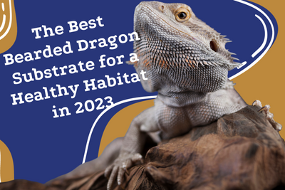 The Best Bearded Dragon Substrate for a Healthy Habitat in 2023