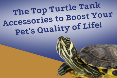 The Top Turtle Tank Accessories to Boost Your Pet's Quality of Life!