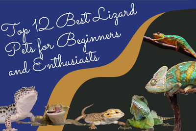 Top 12 Best Lizard Pets for Beginners and Enthusiasts