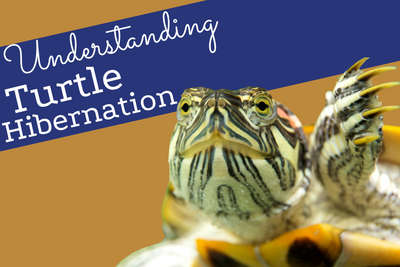 Understanding Turtle Hibernation: A Complete Guide for Your Pet