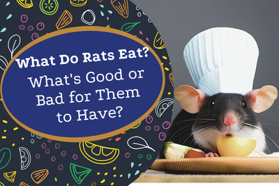 What Do Rats Eat? What's Good And Bad For Them To Have