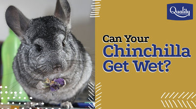 Wet Chinchilla? What do I do if they get wet?