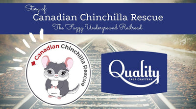 Canadian Chinchilla Rescue