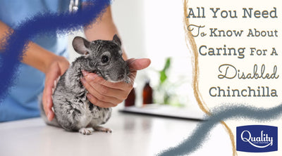 All You Need To Know About Caring For A Disabled Chinchilla.