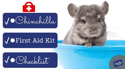 Chinchilla First Aid
