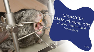 Chinchilla Malocclusion 101 - All About Small Animal Dental Care