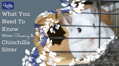 What You Need to Know When Choosing a Chinchilla Sitter