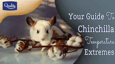 Your Guide To Chinchilla Temperature Extremes
