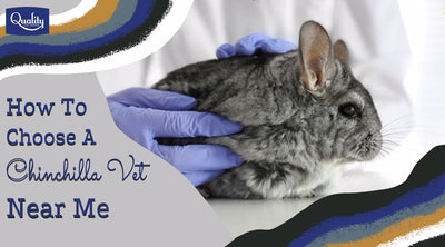 How to Choose A Chinchilla Vet Near Me