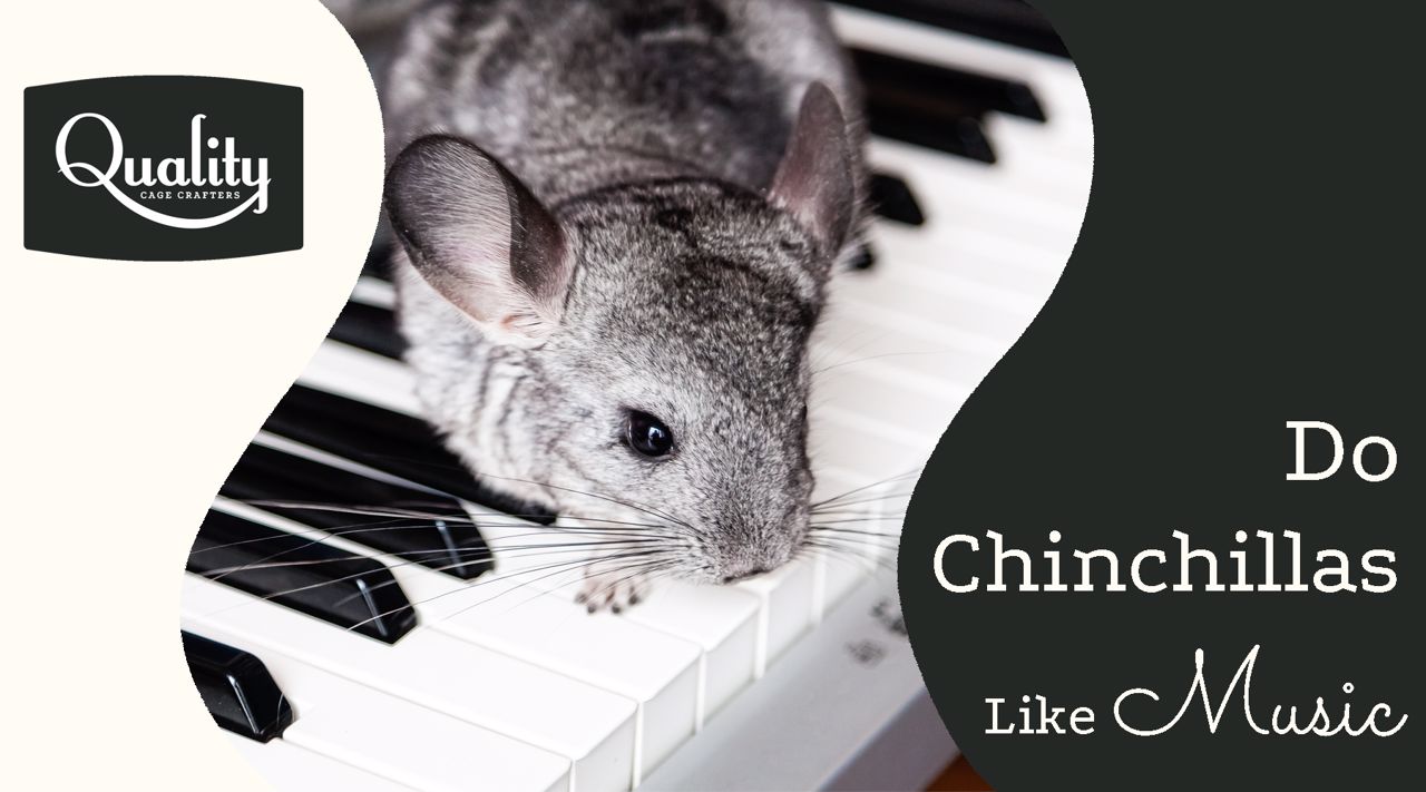 Do chinchillas hot sale