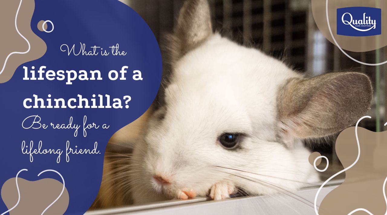 Hamster Lifespan: How Long Do They Really Live? 