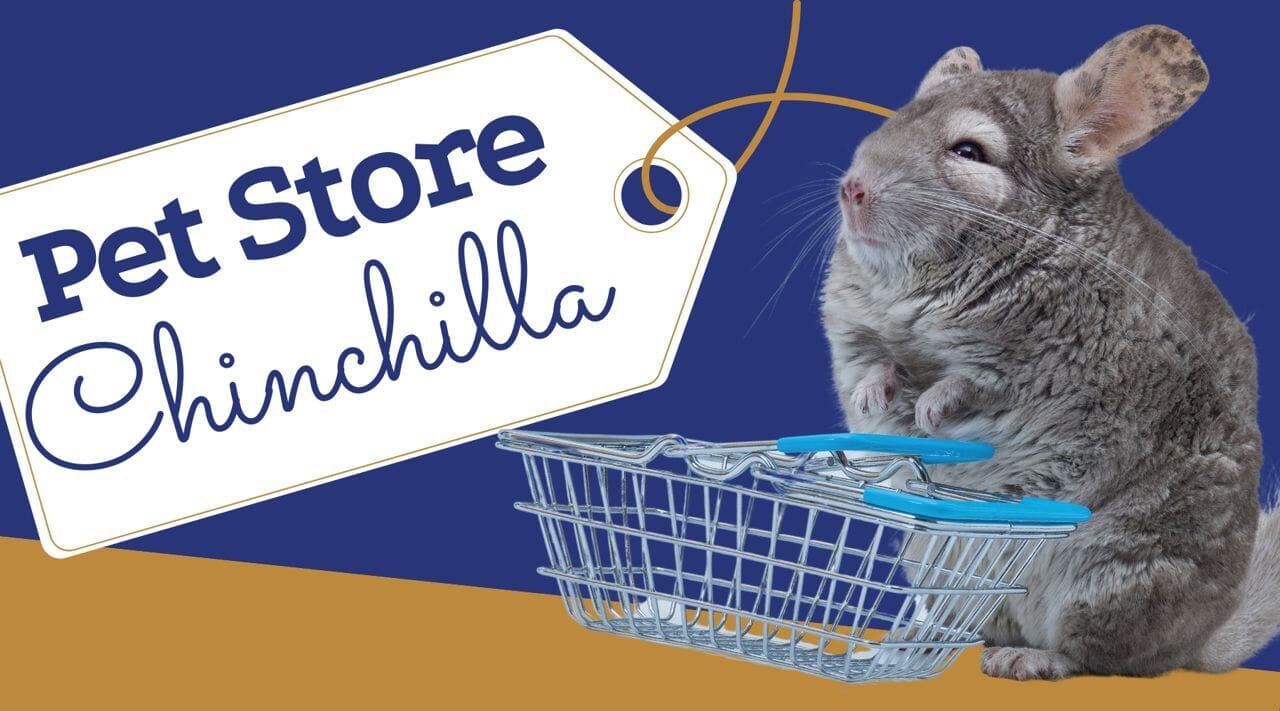 Chinchilla pet sale store