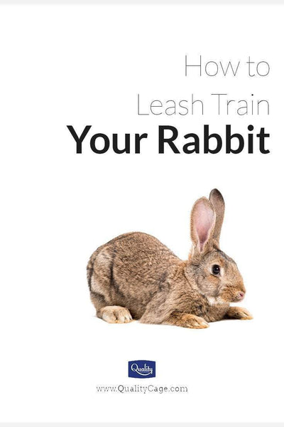 How to Leash Train Your Rabbit the right way!
