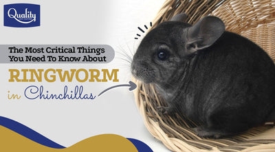 Chinchilla Ringworm, The Most Critical Things You Need To Know.