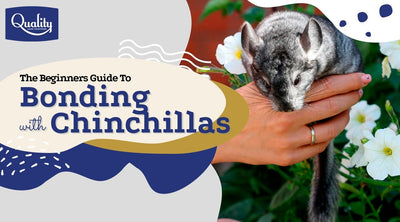 The Beginners Guide to Bonding Chinchillas