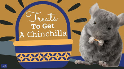 Treats To Get A Chinchilla