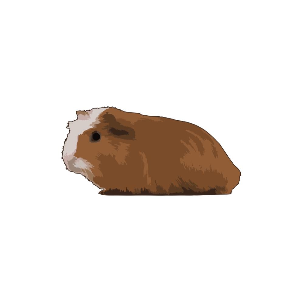 Guinea pig outlet supplies