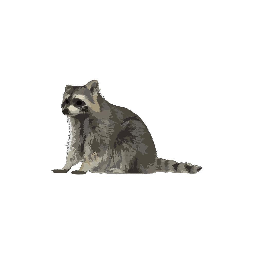 Raccoon Pet Supplies for Sale Find Everything You Need Here