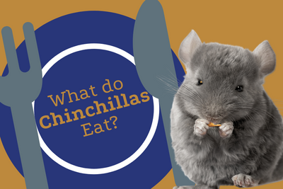 What Do Chinchillas Eat? The Good, Great, & Bad Foods to Know