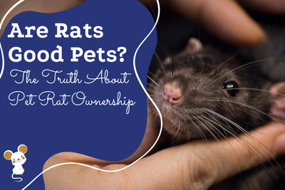 Are Rats Good Pets? The Truth About Pet Rat Ownership