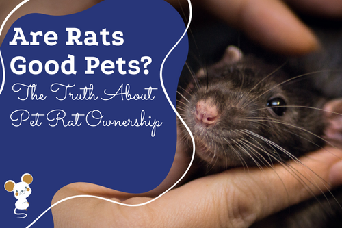 Are Rats Good Pets The Truth About Pet Rat Ownership