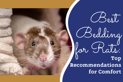 Best Bedding for Rats: Top Bedding Types for Comfort