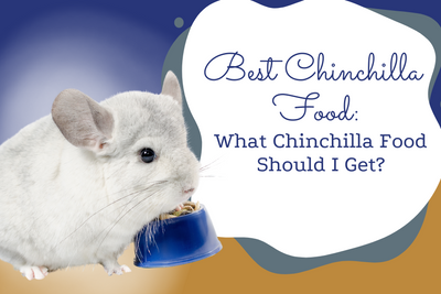 Best Chinchilla Food: What Chinchilla Food Should I Get?
