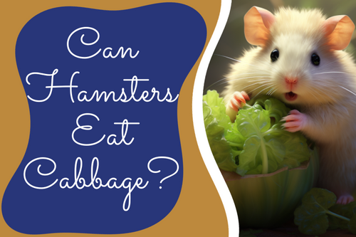 Can Hamsters Eat Cabbage Myths Facts and Must Know Tips
