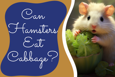 Can Hamsters Eat Cabbage? Myths, Facts, and Must-Know Tips