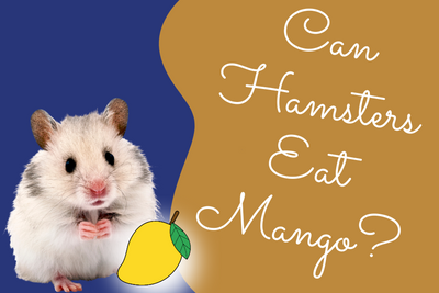 Can Hamsters Eat Mango? Myths, Facts, and Must-Know Tips