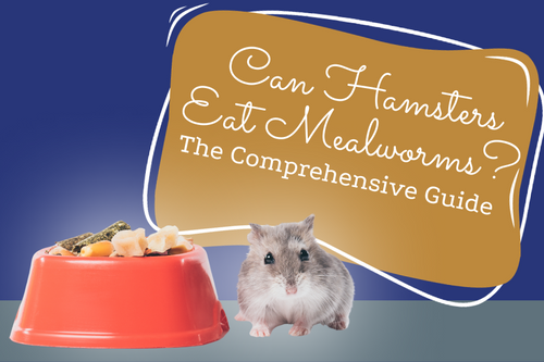 Can dwarf hamsters eat pumpkin cheap