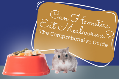 Can Hamsters Eat Mealworms? The Comprehensive Guide