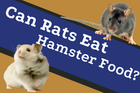 Can Rats Eat Hamster Food The Truth Explained