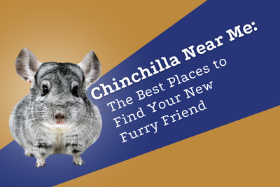 Chinchilla Near Me: The Best Places to Find Your New Furry Friend